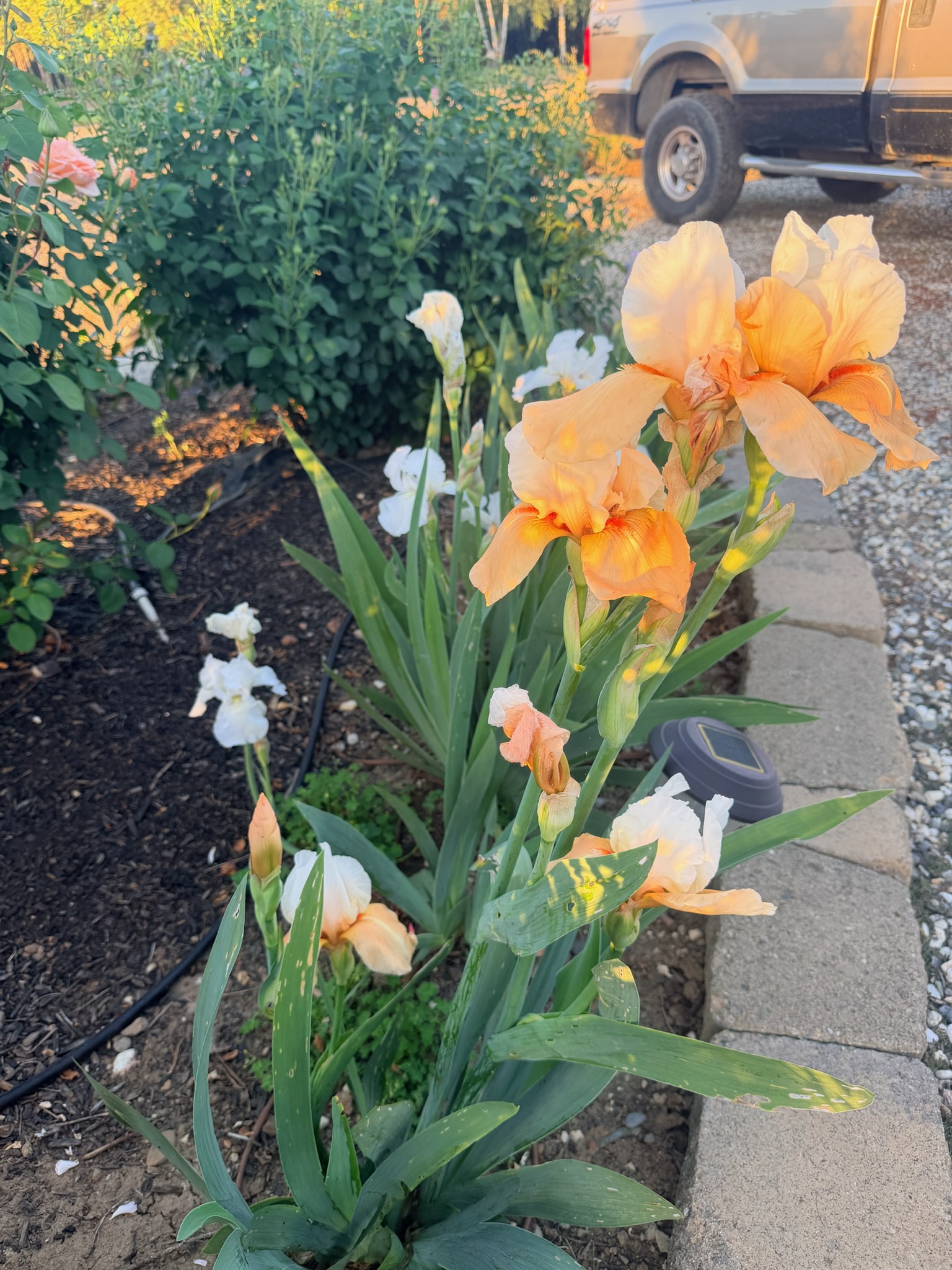 Floral arrangement