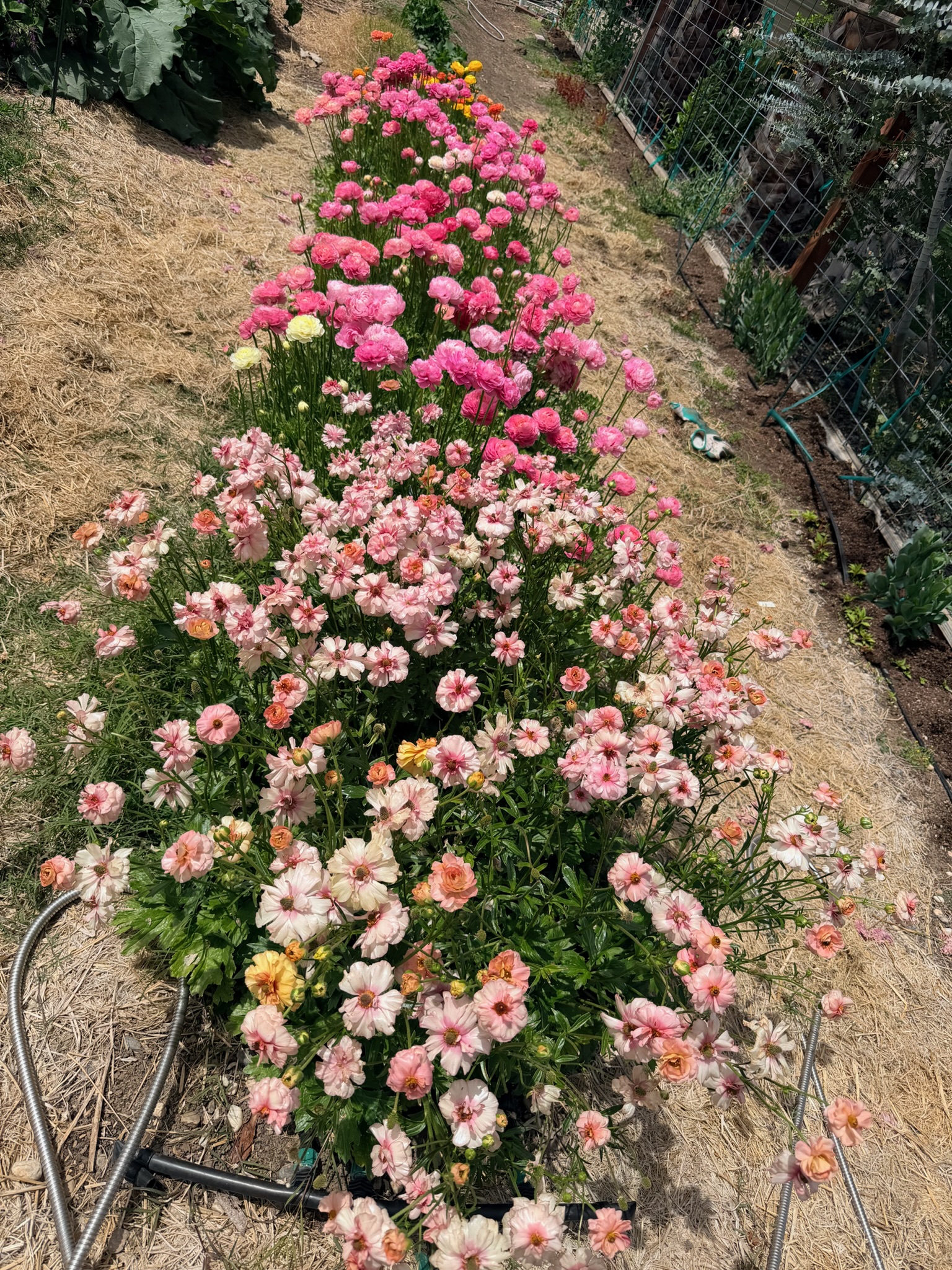 Floral arrangement