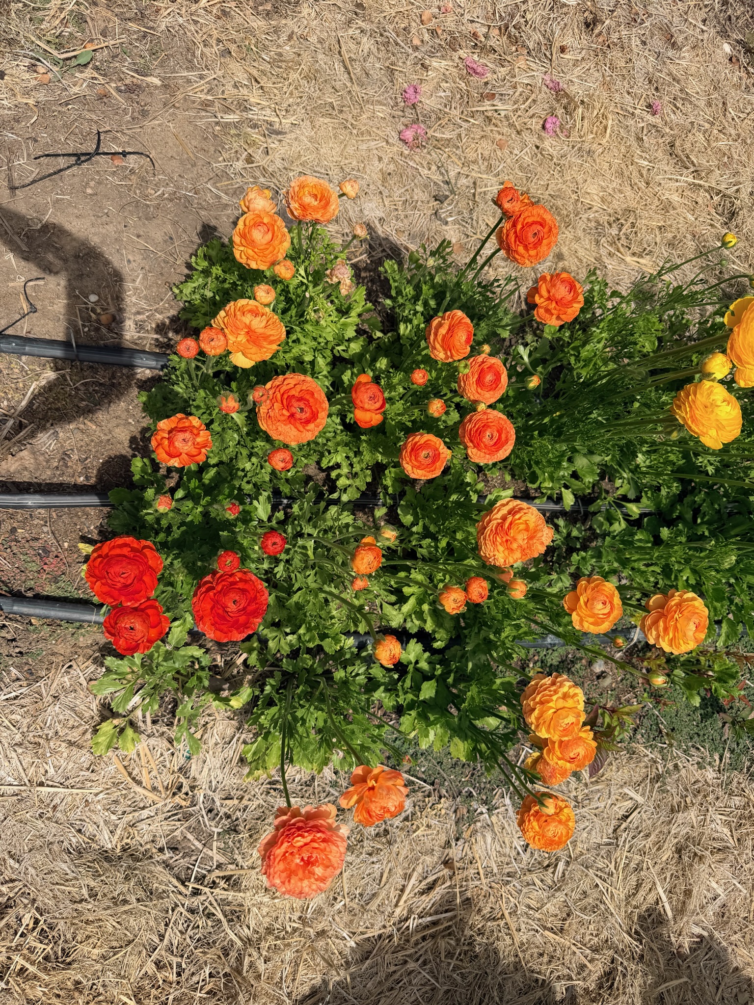 Floral arrangement