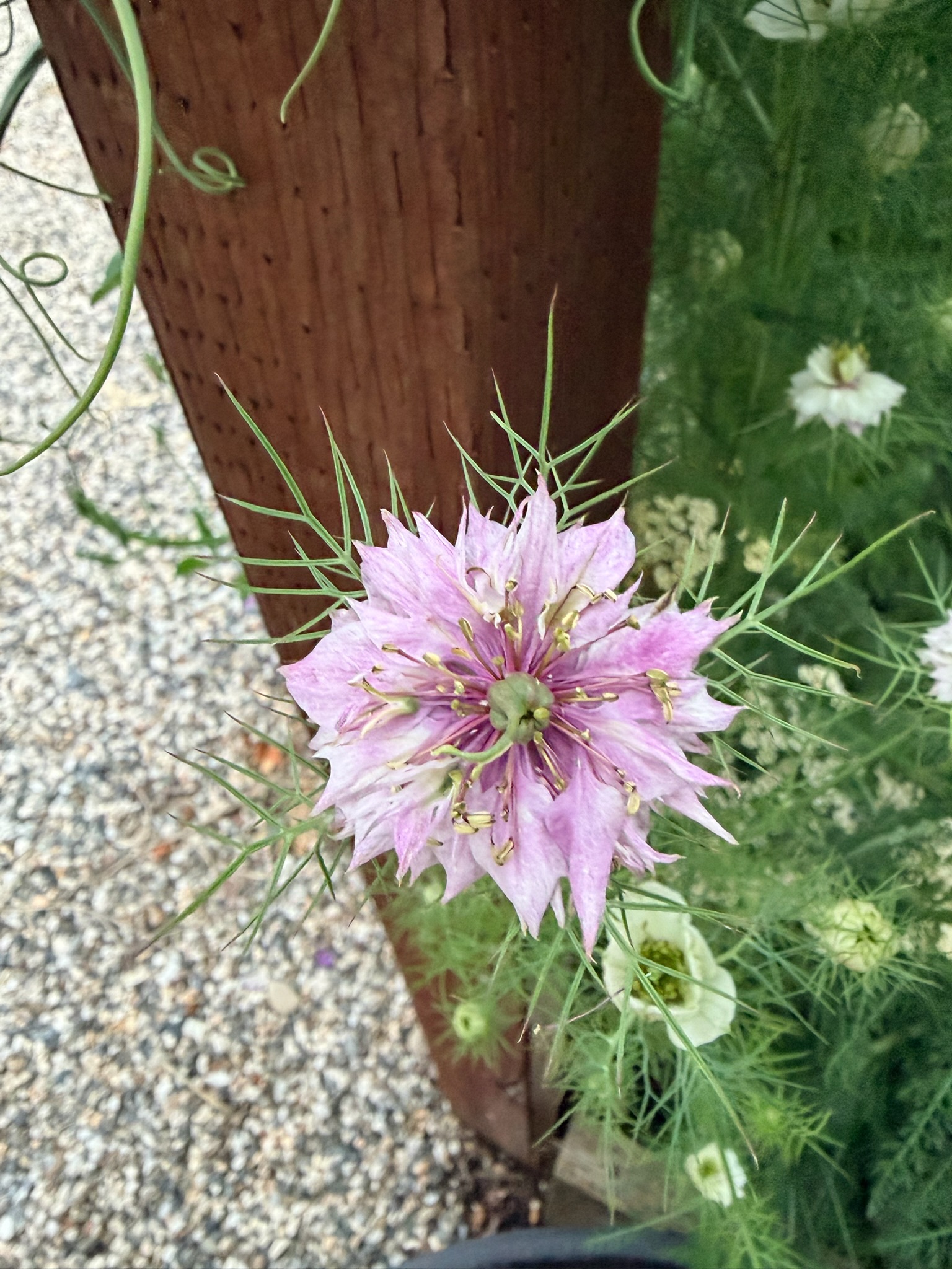 Floral arrangement