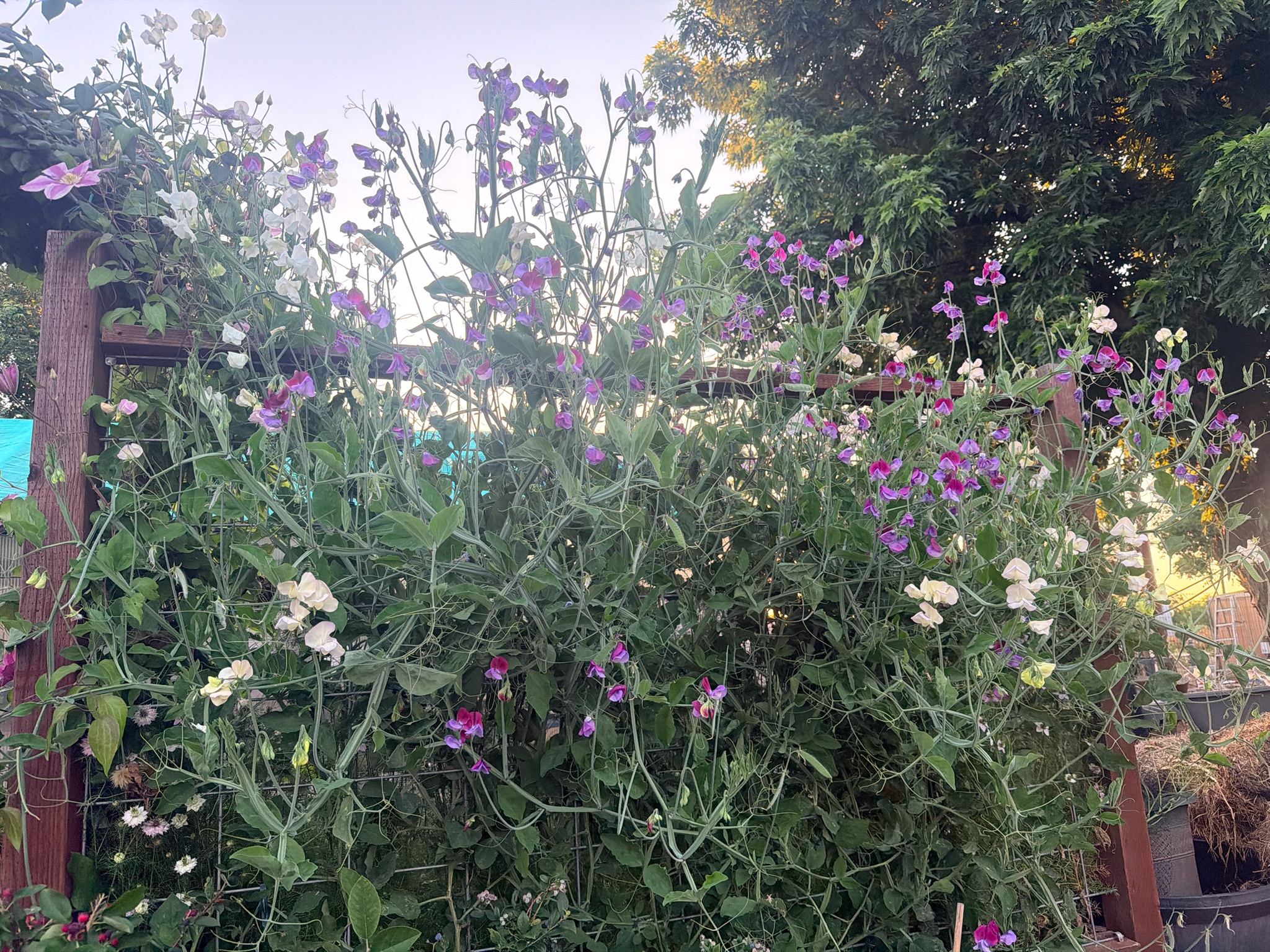 Floral arrangement
