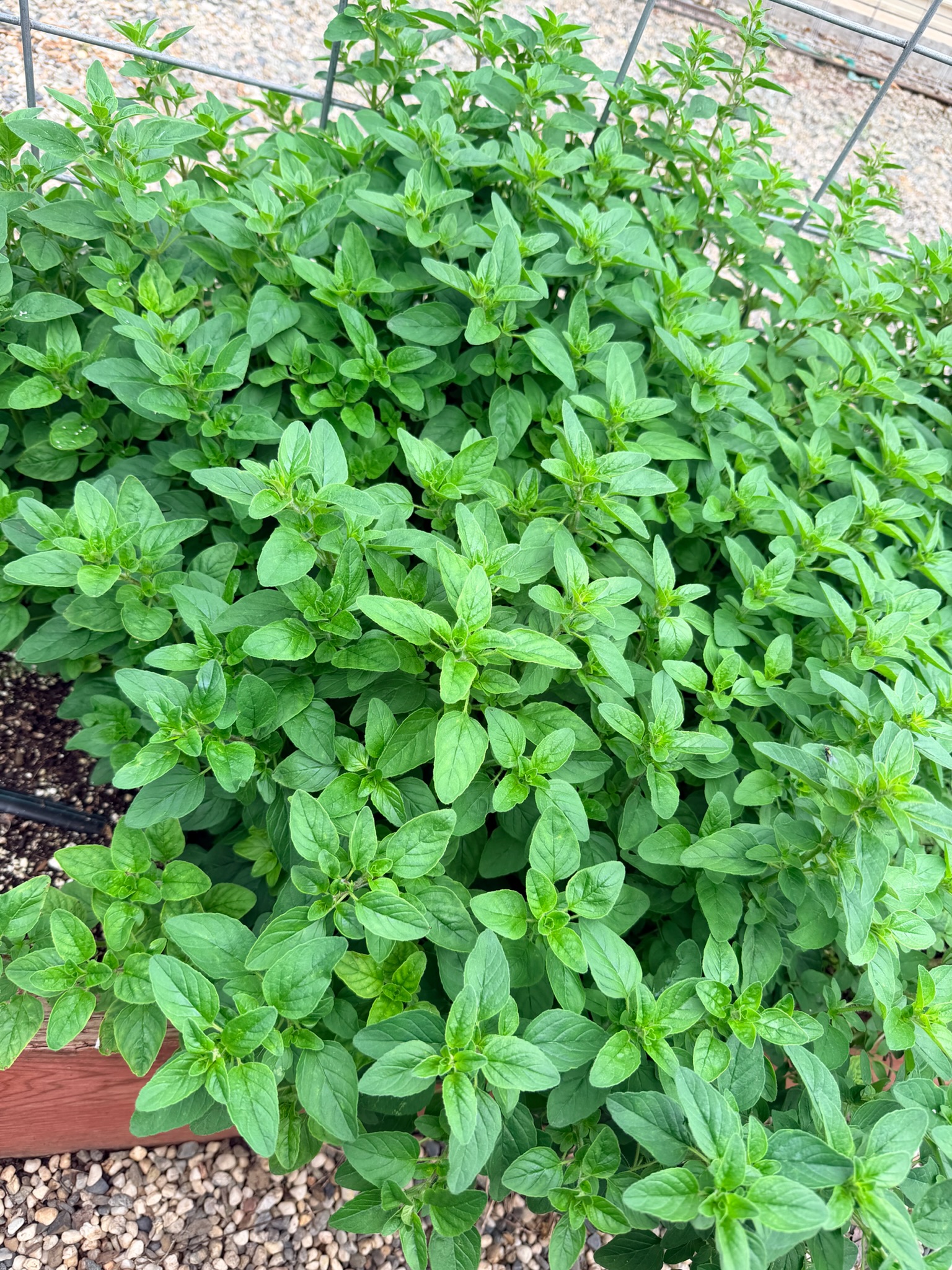Herb starts