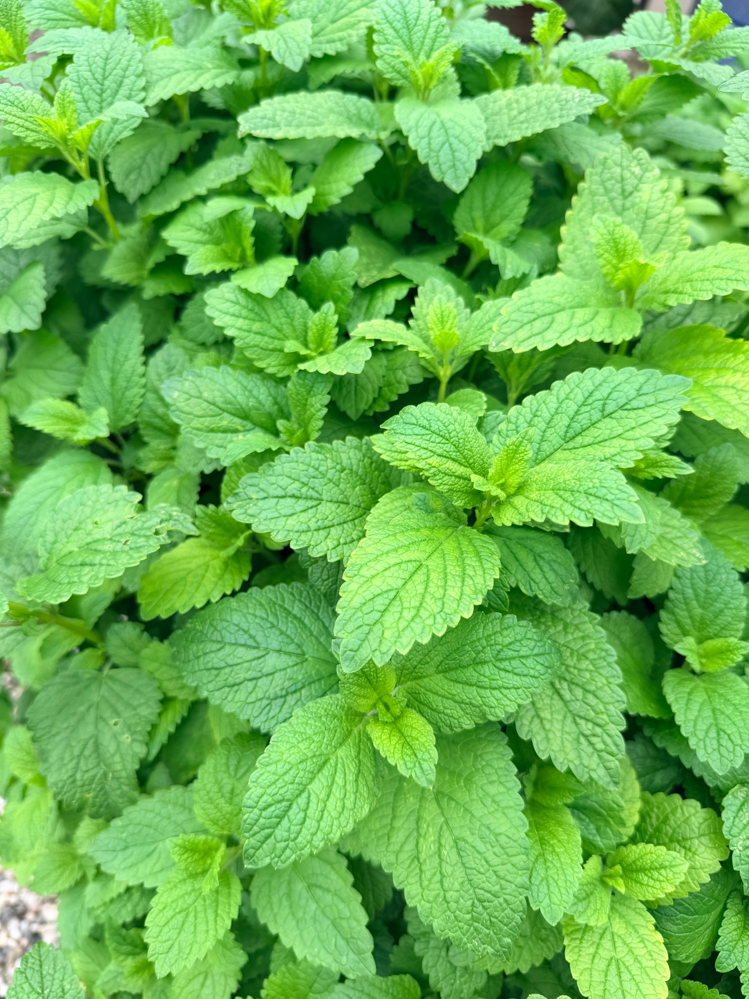 Herb starts